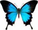 motýl modrý.jpg